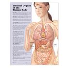 Internal Organs of the Human Body Anatomical Chart Cover Image