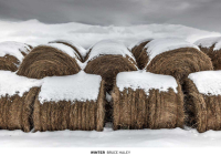 Winter By Bruce Haley (Photographer) Cover Image