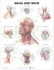 Head and Neck Anatomical Chart Cover Image