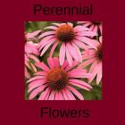 Perennial Flowers: Perennial flower types for your garden By Jim Dwyer Cover Image