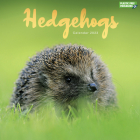 2023 Hedgehogs Wall Calendar By Carousel Calendars (Editor) Cover Image