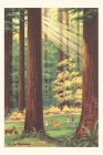 Vintage Journal California Redwoods By Found Image Press (Producer) Cover Image