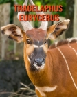 Tragelaphus eurycerus: Fantastici fatti e immagini Cover Image