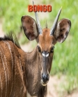 Bongo: Libro para niños con imágenes asombrosas y datos curiosos sobre los Bongo Cover Image