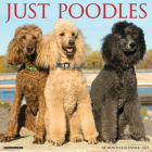 Just Poodles 2023 Wall Calendar By Willow Creek Press Cover Image