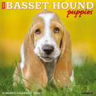 Just Basset Hound Puppies 2024 12 X 12 Wall Calendar By Willow Creek Press Cover Image