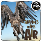 Animals in the Air By Brenda McHale Cover Image