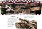 Snakes (Set) By Megan M. Gunderson Cover Image