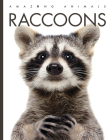 Raccoons (Amazing Animals) By Kate Riggs Cover Image