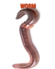 Worm: Beautiful Pictures & Interesting Facts Children Book About Worm Cover Image