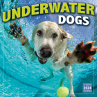 Underwater Dogs -- Photography by Seth Casteel By Seth Casteel (With) Cover Image