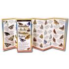 Butterflies of the Rocky Mountain Region By Rick Cech Cover Image