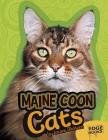 Maine Coon Cats (All about Cats) By Joanne Mattern Cover Image