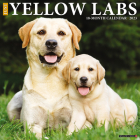 Just Yellow Labs 2023 Wall Calendar By Willow Creek Press Cover Image