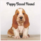 Basset Hound Puppy 2022 Calendar: Official Basset Hound Dog breed 2022 Calendar, 16 Months By Pro Calendar 2022-2023 Cover Image