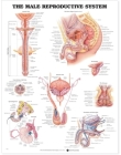 The Male Reproductive System Anatomical Chart By Anatomical Chart Company (Prepared for publication by) Cover Image