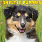 Just Sheltie Puppies 2024 12 X 12 Wall Calendar By Willow Creek Press Cover Image