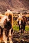 Iceland Horses Notebook Cover Image