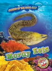 Moray Eels By Lindsay Shaffer Cover Image