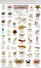 Mac's Field Guides: California Coastal Invertebrates (Mac's Guides (Flash Cards)) By Craig Macgowan Cover Image