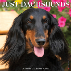 Just Dachshunds 2024 12 X 12 Wall Calendar By Willow Creek Press Cover Image