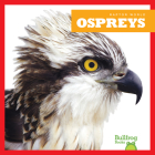 Ospreys By Jenna Lee Gleisner Cover Image