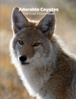 Adorable Coyotes Full-Color Picture Book: Animals Photography Book By Fabulous Book Press Cover Image