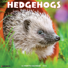 Hedgehogs 2025 12 X 12 Wall Calendar By Willow Creek Press Cover Image