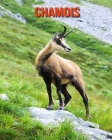 Chamois: Amazing Facts & Pictures Cover Image