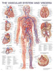 The Vascular System and Viscera Anatomical Chart Cover Image