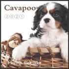 Cavapoo calendar 2021: Wall & Office Calendar, 16 Month poppy dog Calendar with Major Holidays By Animal Lover Publishing Cover Image