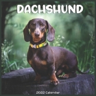 Dachshund 2022 Calendar: Official Dachshund short-legged Dogs 2022 Calendar 16 months By Pro Calendar 2022-2023 Cover Image