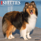 Just Shelties 2024 12 X 12 Wall Calendar By Willow Creek Press Cover Image