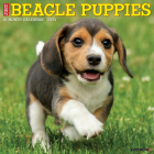 Just Beagle Puppies 2024 12 X 12 Wall Calendar By Willow Creek Press Cover Image