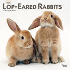 Lop Eared Rabbits 2020 Square Cover Image
