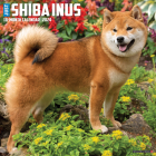 Just Shiba Inus 2024 12 X 12 Wall Calendar By Willow Creek Press Cover Image