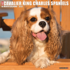 Just Cavalier King Charles Spaniels 2023 Wall Calendar By Willow Creek Press Cover Image