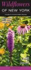 Wildflowers of New York: A Guide to Common Native Species Cover Image