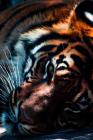 Sleepy Cat: Tigers Occupy a Variety of Habitats from Tropical Forests, Evergreen Forests, Woodlands and Mangrove Swamps to Grassla By Planners and Journals Cover Image
