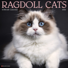 Ragdoll Cats 2022 Wall Calendar (Cat Breed) Cover Image