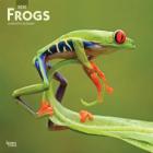 Frogs 2020 Square Cover Image