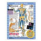 Blueprint for Health Your Skeleton Chart Cover Image
