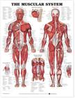 The Muscular System Anatomical Chart By Anatomical Chart Company (Prepared for publication by) Cover Image