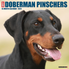 Just Dobermans 2024 12 X 12 Wall Calendar By Willow Creek Press Cover Image
