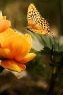 Visiting a Flower: There Are Over 20,000 Species of Butterflies in the World. By Planners and Journals Cover Image