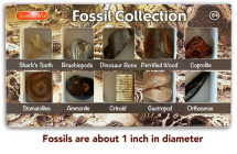 Fossil Collection By Penny Norman, Ann Einstein (Editor) Cover Image