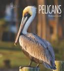 Living Wild: Pelicans By Melissa Gish Cover Image