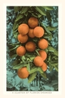 Vintage Journal Florida Oranges By Found Image Press (Producer) Cover Image