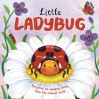 Nature Stories: Little Ladybug Discover an Amazing Story from the Natural World: Padded Board Book Cover Image