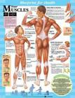 Blueprint for Health Your Muscles Chart Cover Image